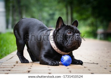 Black dog French Bulldog playing with a blue little ball outdoors Royalty-Free Stock Photo #1731410524
