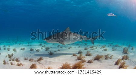 Tiger Sharks, blue water bahamas