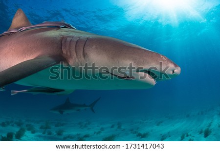 Lemon Shark and Blue waters