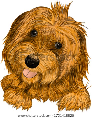 dog Affenpincher Briar brown vector illustration