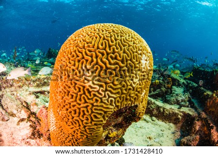 Colorfull corals, blue water and fishes