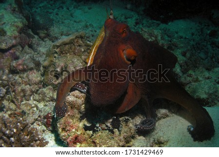 Reef octopus in Arabian sea, Baa Atoll, Maldives, underwater photograph