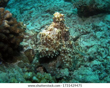 Reef octopus in Arabian sea, Baa Atoll, Maldives, underwater photograph
