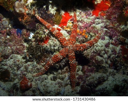 Seastar in Arabian sea, Baa Atoll, Maldives, underwater photograph