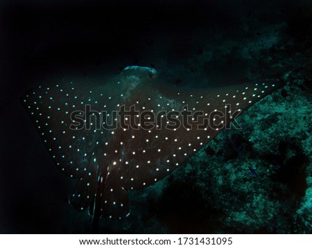 Eagle ray in Arabian sea, Baa Atoll, Maldives, underwater photograph