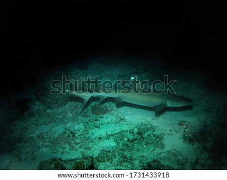 Night dive, Whitetip reef shark in Arabian sea, Baa Atoll, Maldives, underwater photograph