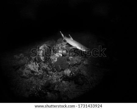 Night dive, Whitetip reef shark in Arabian sea, Baa Atoll, Maldives, underwater photograph
