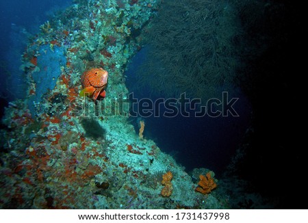 Coral grouper, Coral hind in Arabian sea, Baa Atoll, Maldives, underwater photograph  