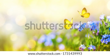 Beautiful summer or spring meadow with blue flowers of forget-me-nots and two flying butterflies. Wild nature landscape. 