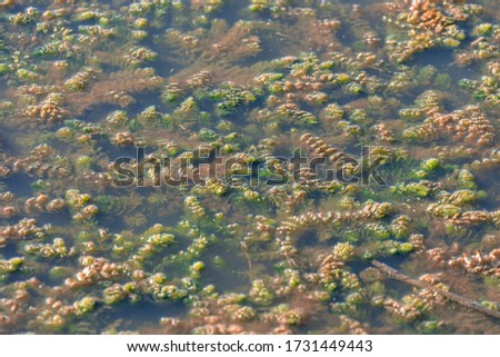 Close-up of aquatic plants in the lake