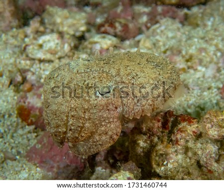 A Broadclub Cuttlefish (Sepia latimanus)