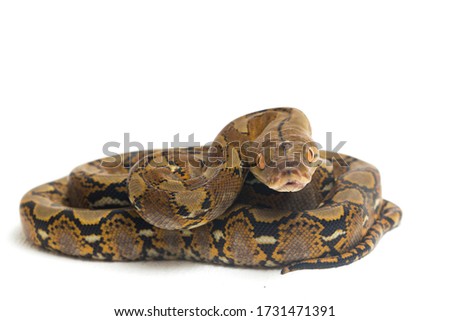 Reticulated Python (Python reticulatus) isolated on white background.

