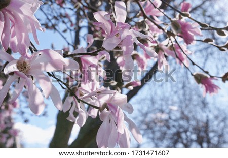 Pink blossoms of a magnolia tree in morning sun on street in Victoria, British Columbia