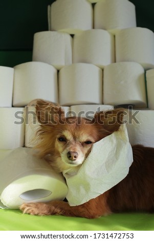 ginger chihuahua dog and lots of rolls of toilet paper, puppy made a quarantine stock photo joke