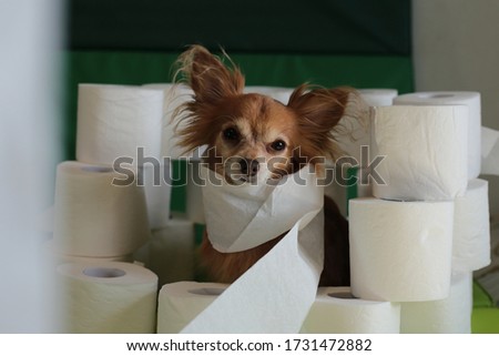 ginger chihuahua dog and lots of rolls of toilet paper, puppy made a quarantine stock photo joke