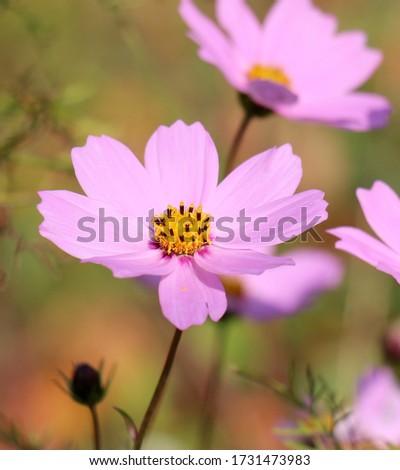 Cosmos flowering pink in the garden