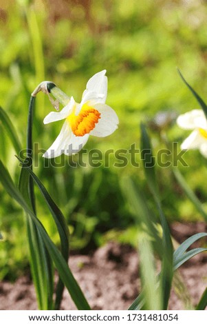 white yellow narcissus flower close up