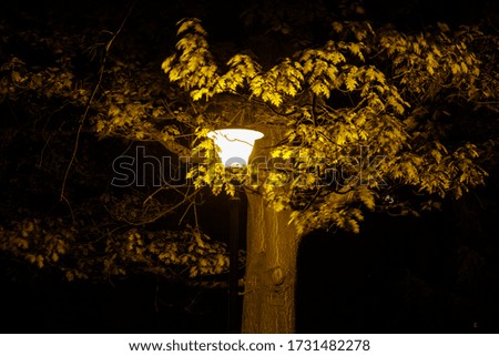 Yellow lantern under a tree in the park