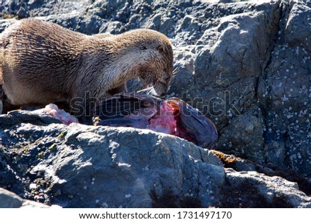 Otter eating a large lingcod on the rocks at Clover Point, Vancouver Island, British Columbia