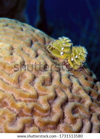 Christmas Tree Worm in Bay of Pigs, Cuba, underwater photograph