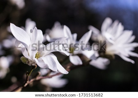 White magnolia flowers blooming in the garden. Beautiful magnolia.