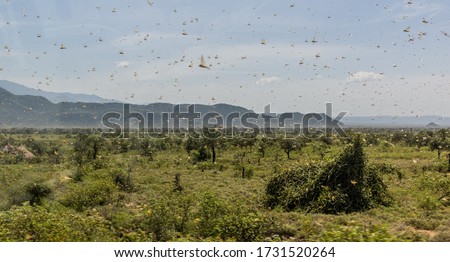 Huge swarm of locusts in Omo valley, Ethiopia Royalty-Free Stock Photo #1731520264