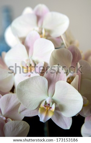 Pale pink and cream Phalaenopsis Orchid from Japan: 'Ai Mother Cheek'