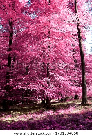 Magical view into an infrared forest shout with purple and pink leaves