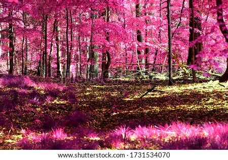 Magical view into an infrared forest shout with purple and pink leaves