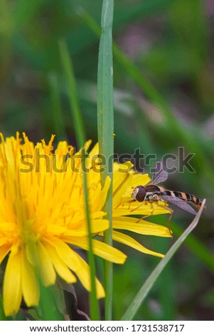 A bee collecting nectar from spring blooming flowers. The main object of shooting is an insect-a bee. The image is slightly tinted, added brightness and color saturation