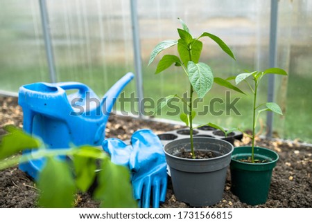 Young fresh seedling of peppers in plastic pots. Preparing for the start of planting season. Greenhouse with seedlings in fertilized soil. Garden tools: watering can, gloves, trowel.