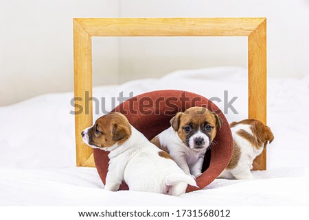 Three cute puppies Jack Russell sit near a felt hat with a wooden frame on a white bedspread, three weeks old. Scandinavian design