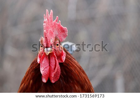 Rooster close up, poultry farm concept. Portrait of the colorful cockerel looking to camera Royalty-Free Stock Photo #1731569173