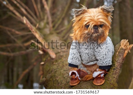 Small shaggy brown dog sitting on the tree in a forest in a winter day. Pet Brussels Griffon on a walk outdoors. Funny picture with small animal looking like an owl, a brownie, or a Goblin