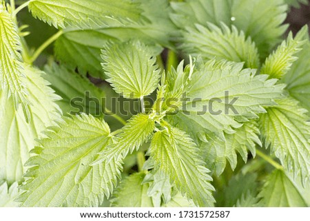 green nettle with large leaves close-up, top view. warm summer green background of nettles