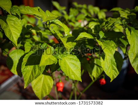 Foliage of a Trinidad Moruga Scorpion (Capsicum chinense) hot chili plant. With blurry ripe peppers on the chili plant. 