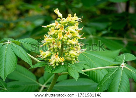 Flower panicle of  Ohio buckeye tree(Aesculus glabra), a native to the midwestern states. Royalty-Free Stock Photo #1731581146
