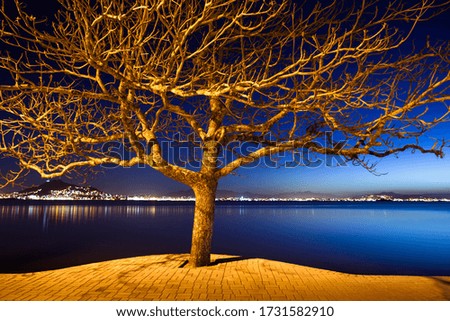 tree with dry branches in yellow light forming patterns with the sidewalk lines with the city of florianópolis in the background in a blue tone