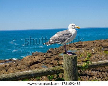 Views of a Seagull at a Beach on the Oregon Coast