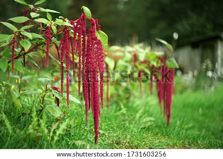 Flower in the garden Amaranthus caudatus Royalty-Free Stock Photo #1731603256