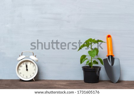 Gardening tools and alarm clock on a grey background. Planting concept. Working in the spring garden.