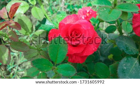 Beautiful red rose with plants and greenery leaf park outdoor jpeg