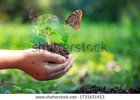 Hands child holding tree with butterfly keep environment on the back soil in the nature park of growth of plant for reduce global warming, green nature background. Ecology and environment concept. Royalty-Free Stock Photo #1731631453