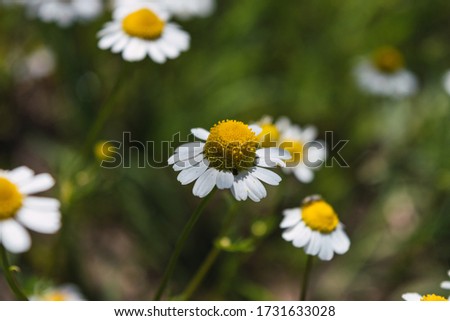 wild flower in a green field in the sun