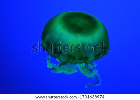 Jelly fish in an aquarium setting