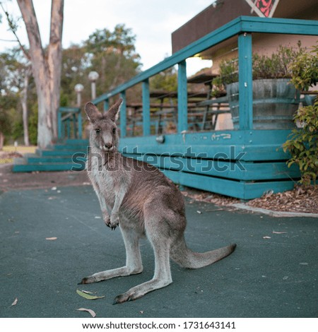 A kangaroo on a camping site