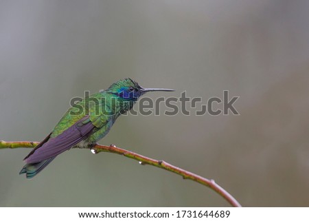 trochilidae bird small fast colorful