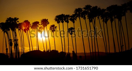 Palm trees in Santa Barbara California 