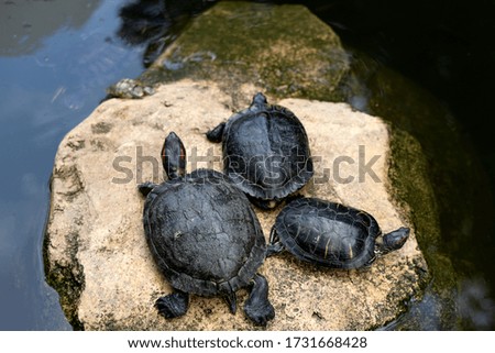 Turtles are resting on the rock.