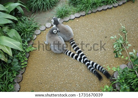 Pictures of cute ring-tailed lemur
